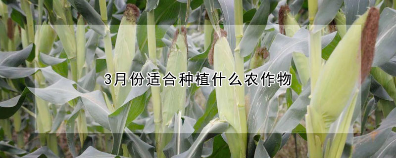 3月份適合種植什么農作物