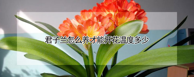 君子蘭怎么養(yǎng)才能開花溫度多少