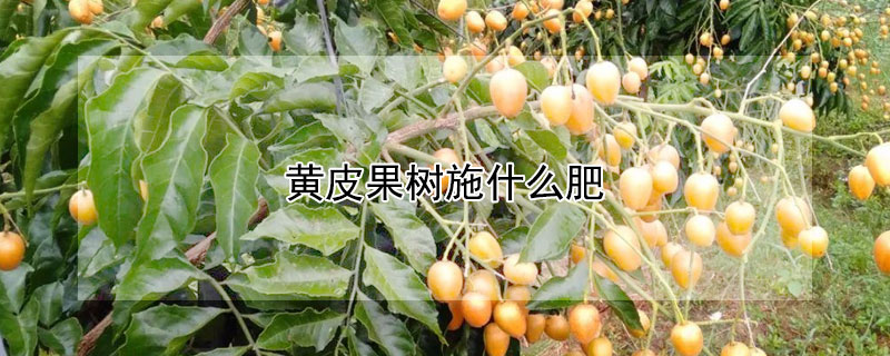 黃皮果樹施什么肥