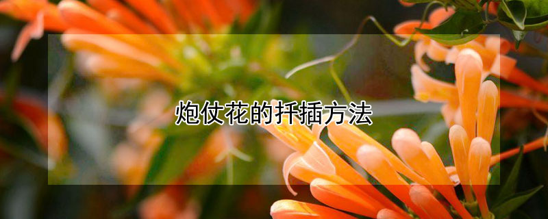 炮仗花的扦插方法
