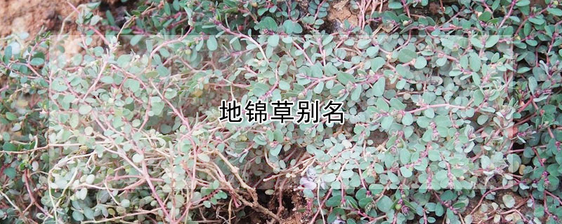 地錦草別名