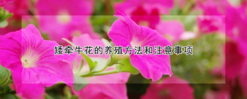 矮牽?;ǖ酿B殖方法和注意事項
