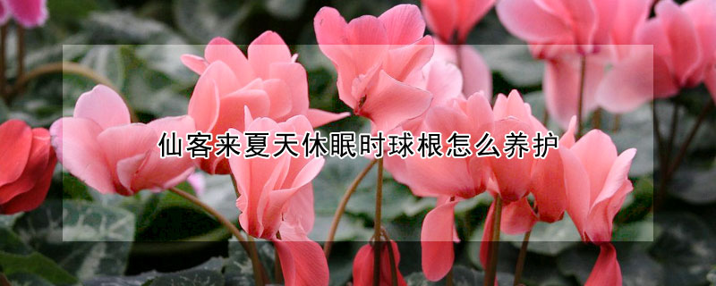 仙客來夏天休眠時(shí)球根怎么養(yǎng)護(hù)