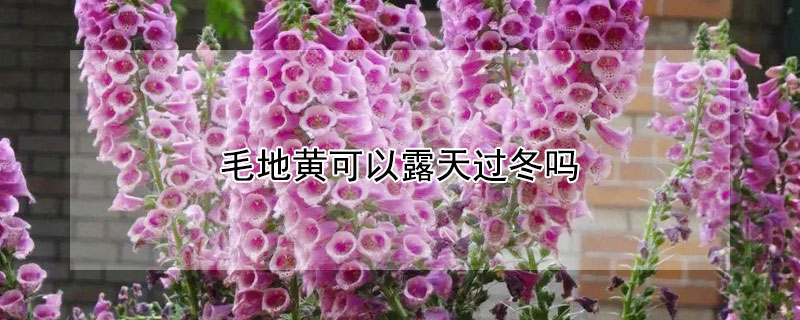 毛地黃可以露天過冬嗎