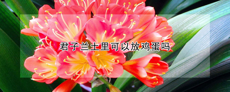 君子蘭土里可以放雞蛋嗎