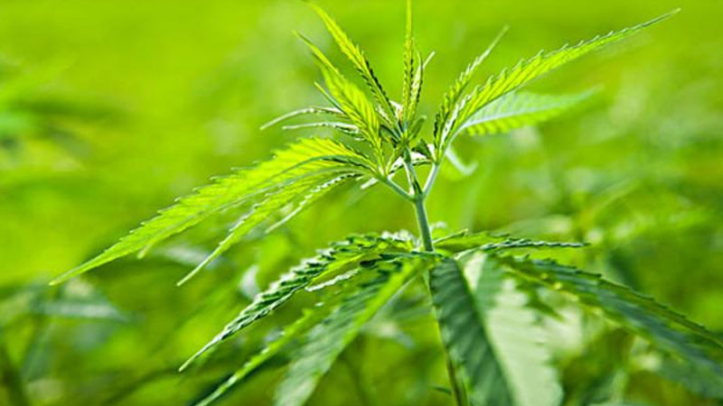 紅麻是什么植物