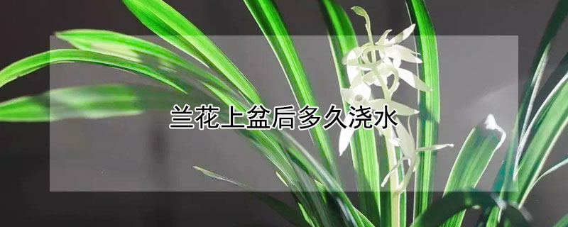 蘭花上盆后多久澆水