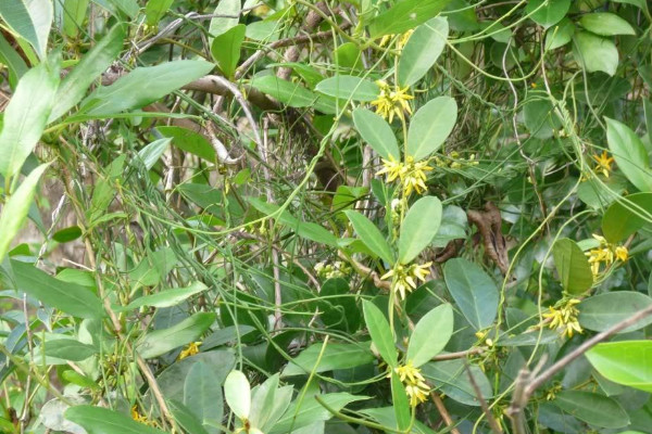 斷腸草長什么樣子