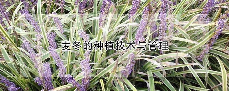麥冬的種植技術(shù)與管理