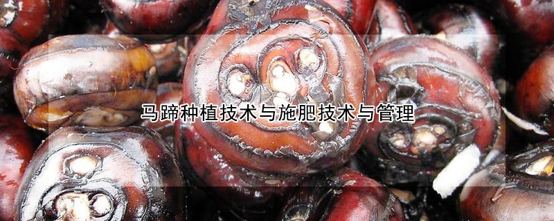 馬蹄種植技術(shù)與施肥技術(shù)與管理