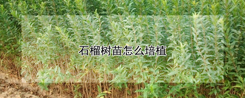 石榴樹苗怎么培植