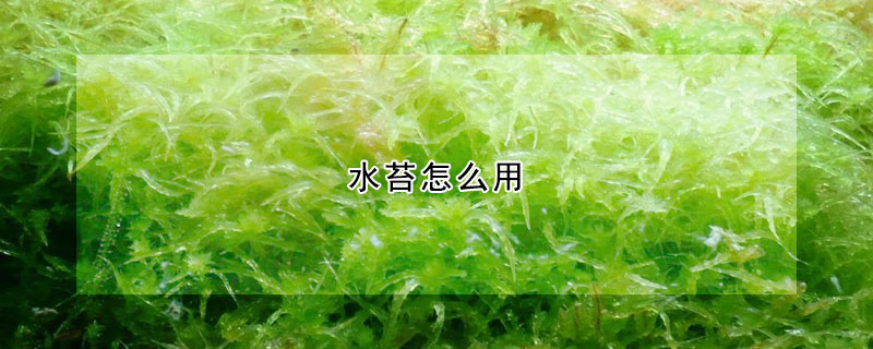 水苔怎么用