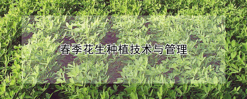 春季花生種植技術(shù)與管理