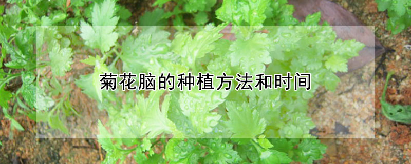 菊花腦的種植方法和時(shí)間