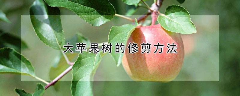 大蘋果樹的修剪方法