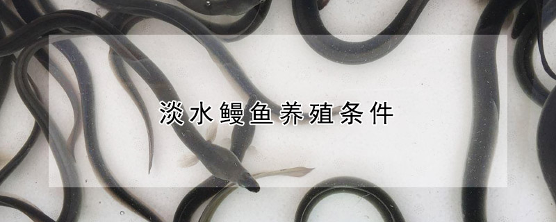淡水鰻魚養殖條件