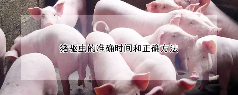 豬驅(qū)蟲(chóng)的準(zhǔn)確時(shí)間和正確方法