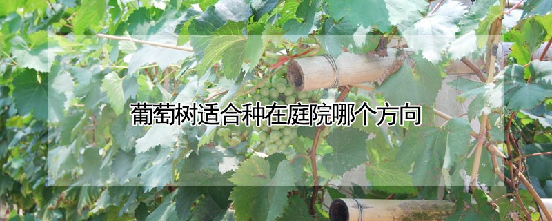 葡萄樹適合種在庭院哪個方向
