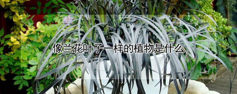 像蘭花葉子一樣的植物是什么