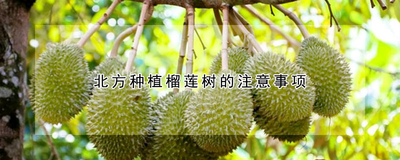 北方種植榴蓮樹(shù)的注意事項(xiàng)