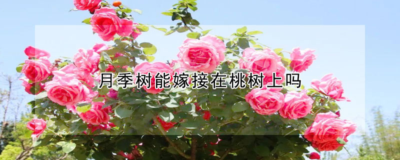 月季樹能嫁接在桃樹上嗎