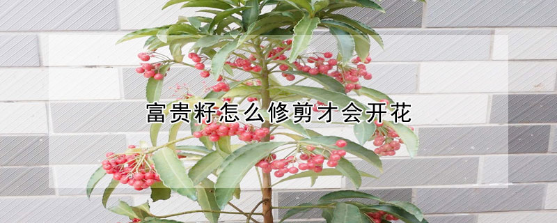 富貴籽怎么修剪才會開花