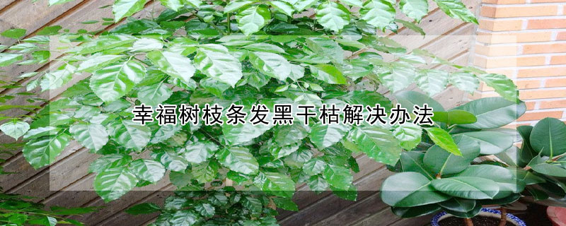 幸福樹枝條發黑干枯解決辦法