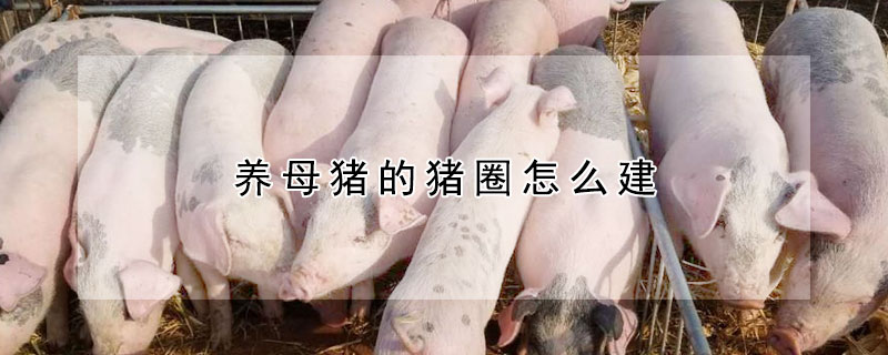 養(yǎng)母豬的豬圈怎么建