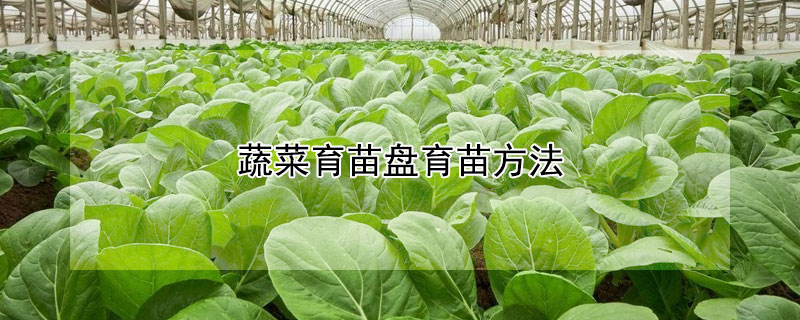 蔬菜育苗盤(pán)育苗方法