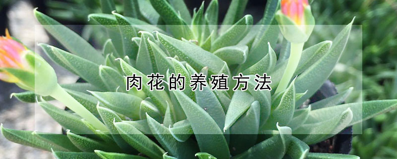 肉花的養(yǎng)殖方法