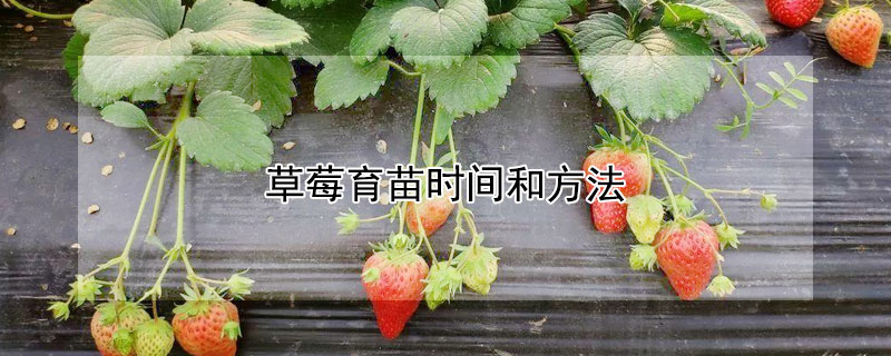 草莓育苗時(shí)間和方法