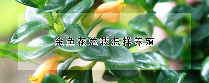 金魚花盆栽怎樣養殖