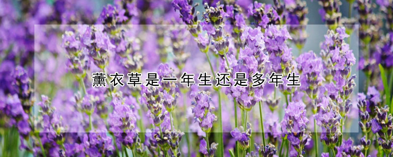 薰衣草是一年生還是多年生