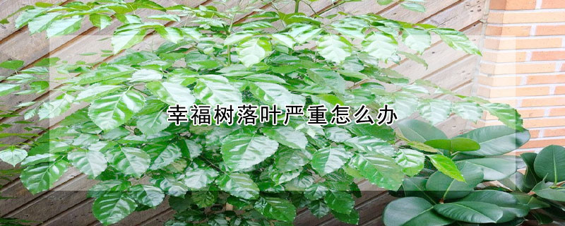 幸福樹落葉嚴重怎么辦