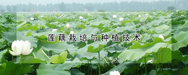 蓮藕栽培與種植技術(shù)