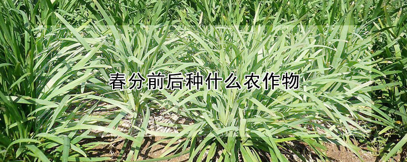 春分前后種什么農作物