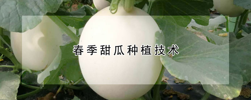 春季甜瓜種植技術