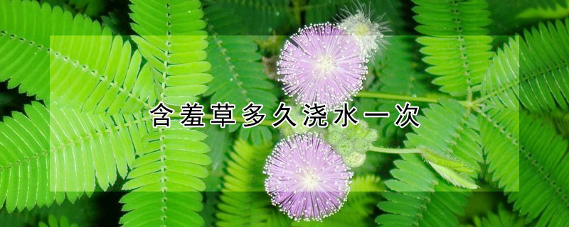 含羞草多久澆水一次