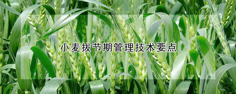 小麥拔節(jié)期管理技術(shù)要點(diǎn)