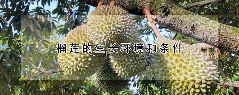 榴蓮的生長(zhǎng)環(huán)境和條件