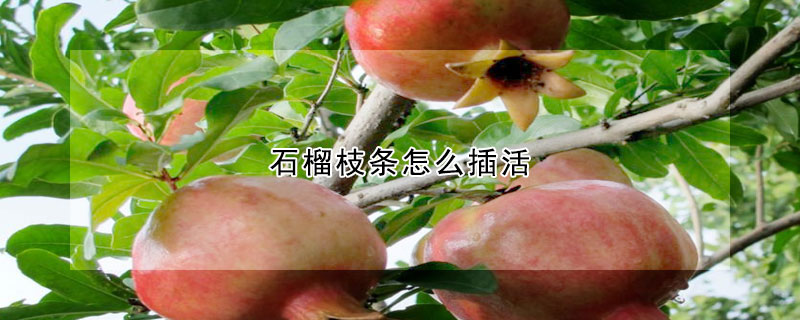 石榴枝條怎么插活