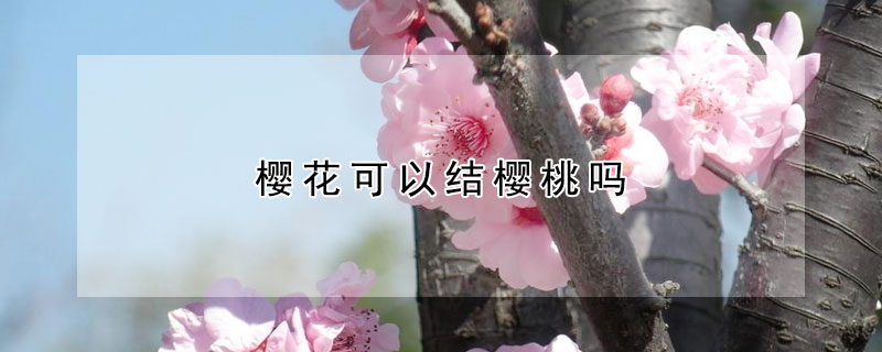 櫻花可以結櫻桃嗎