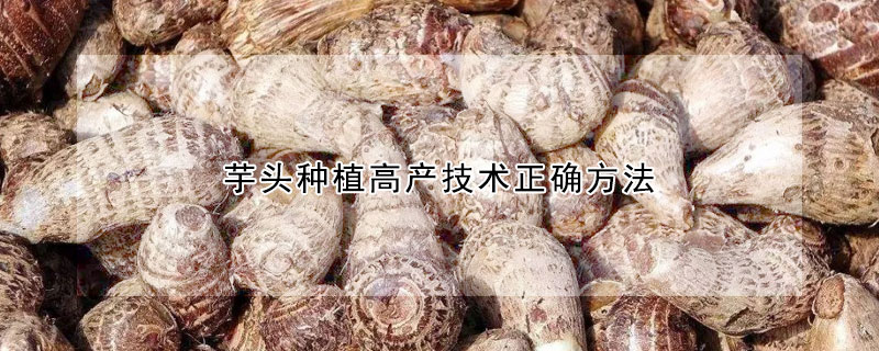 芋頭種植高產(chǎn)技術(shù)正確方法