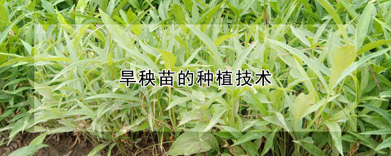 旱秧苗的種植技術(shù)