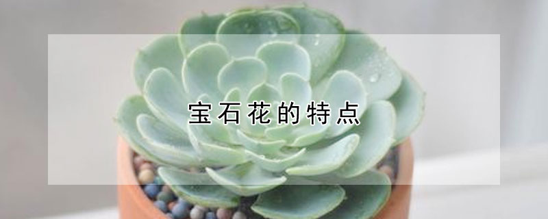 寶石花的特點(diǎn)