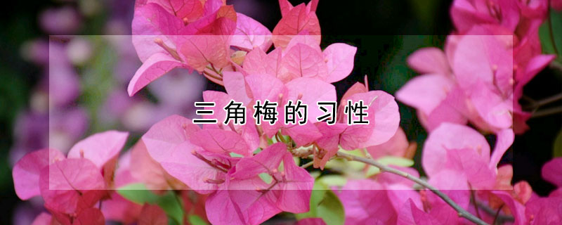 三角梅的習性