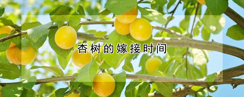 杏樹的嫁接時間