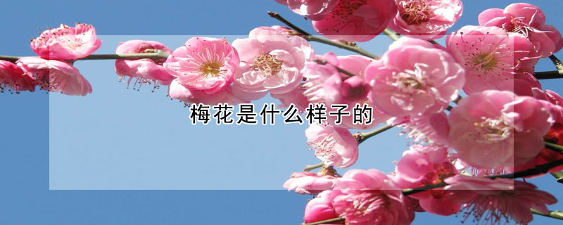 梅花是什么樣子的