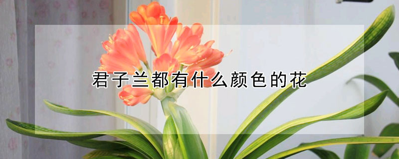 君子蘭都有什么顏色的花