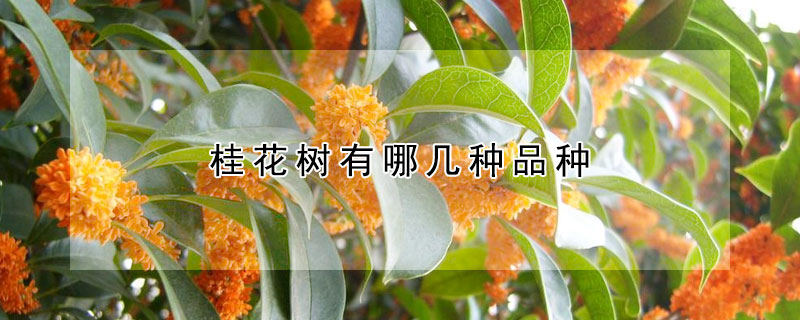 桂花樹有哪幾種品種